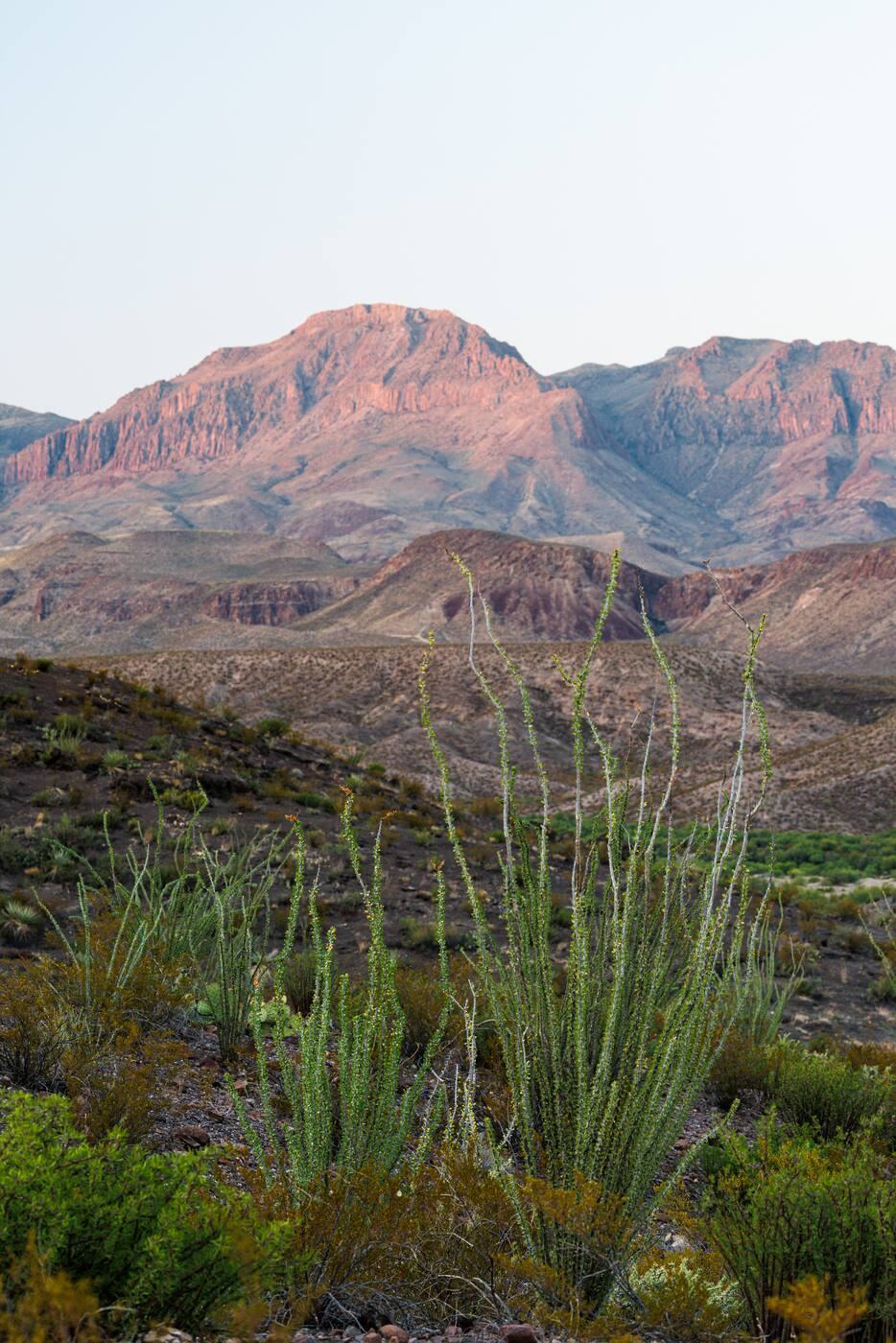 Ocotillo and red mountains at dusk