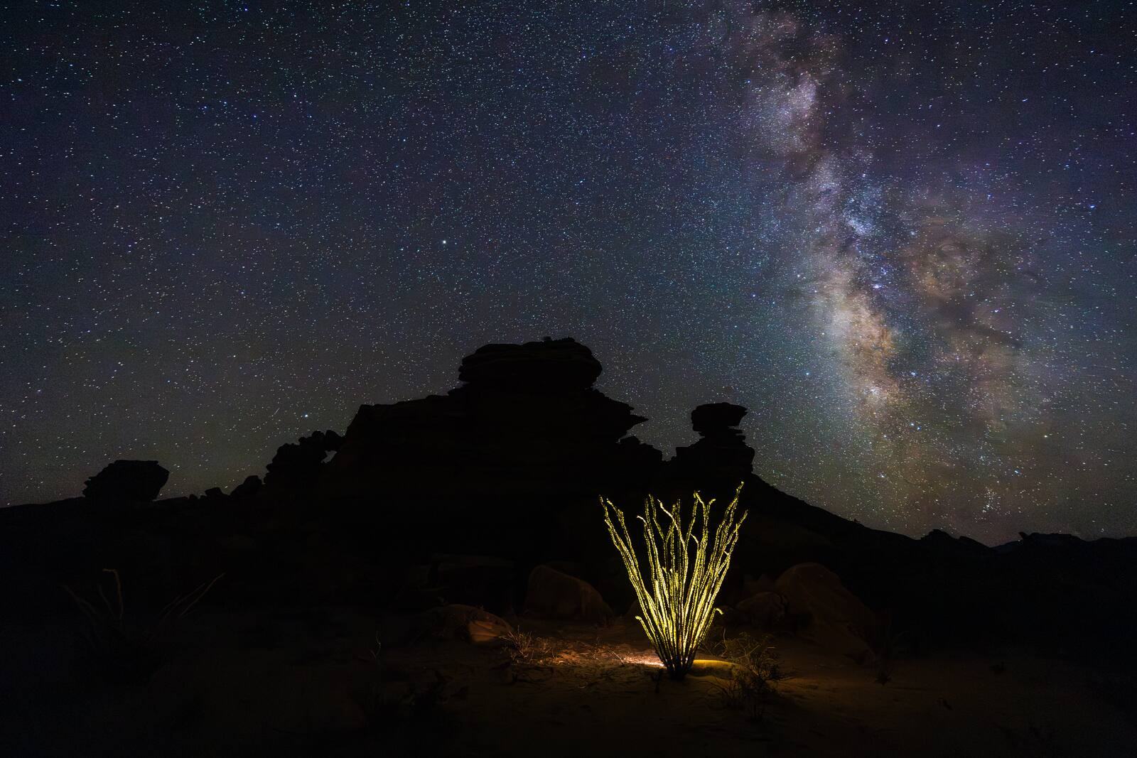 Milky Way over hoodoos and ocotillo at night