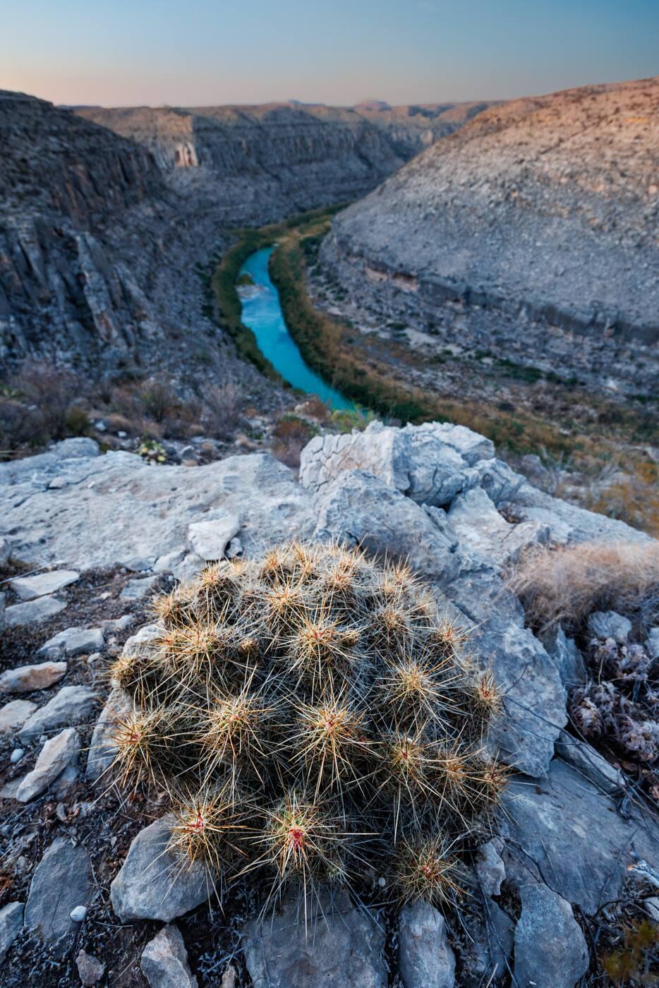 Cactus on a rim above the Rio Grande canyon at dusk