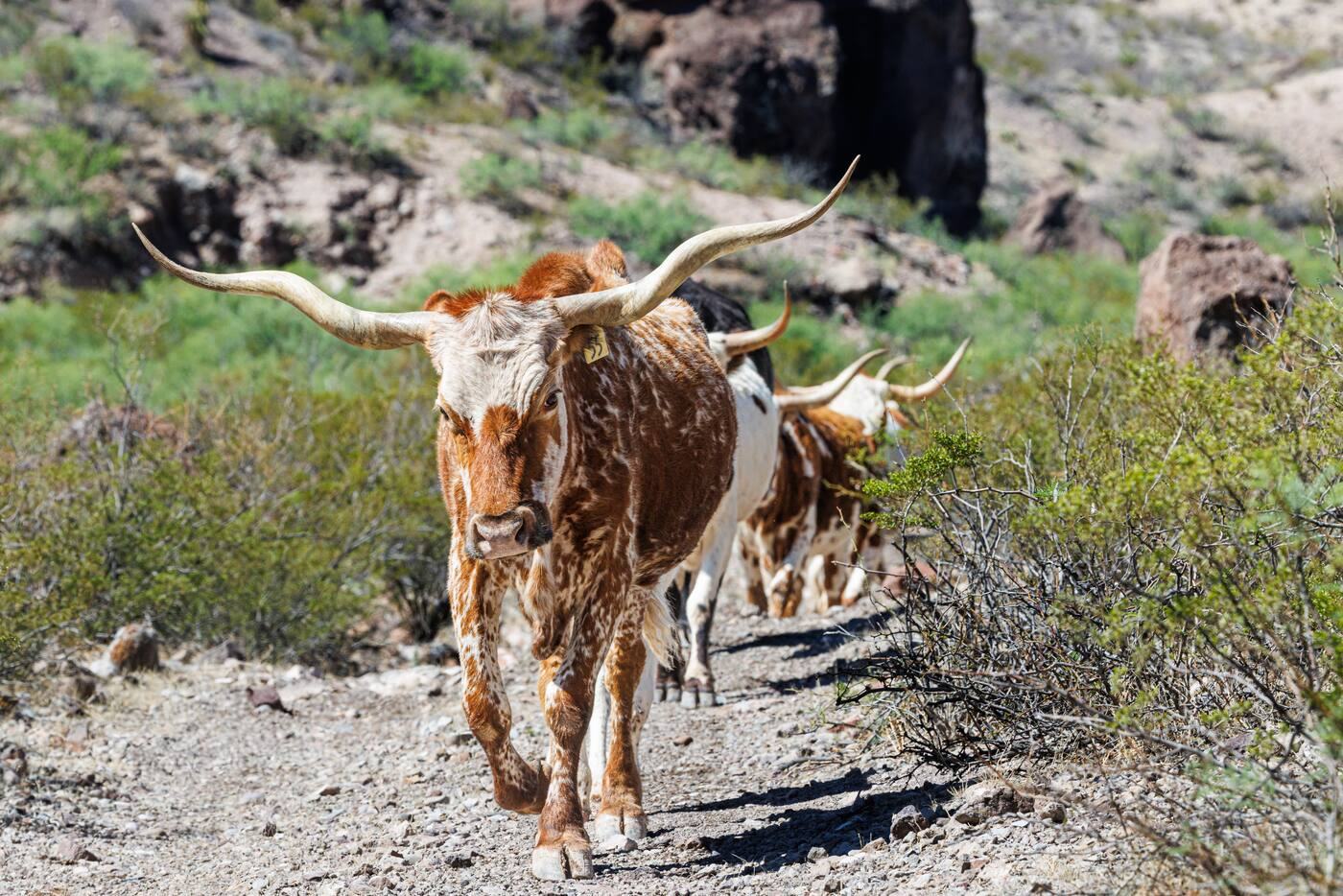 Texas longhorn cattle walking down a rocky ranch road